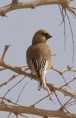 /album/some-overseas-trips/desert-finch-nr-eilat-spring-2007-finch-jpg/